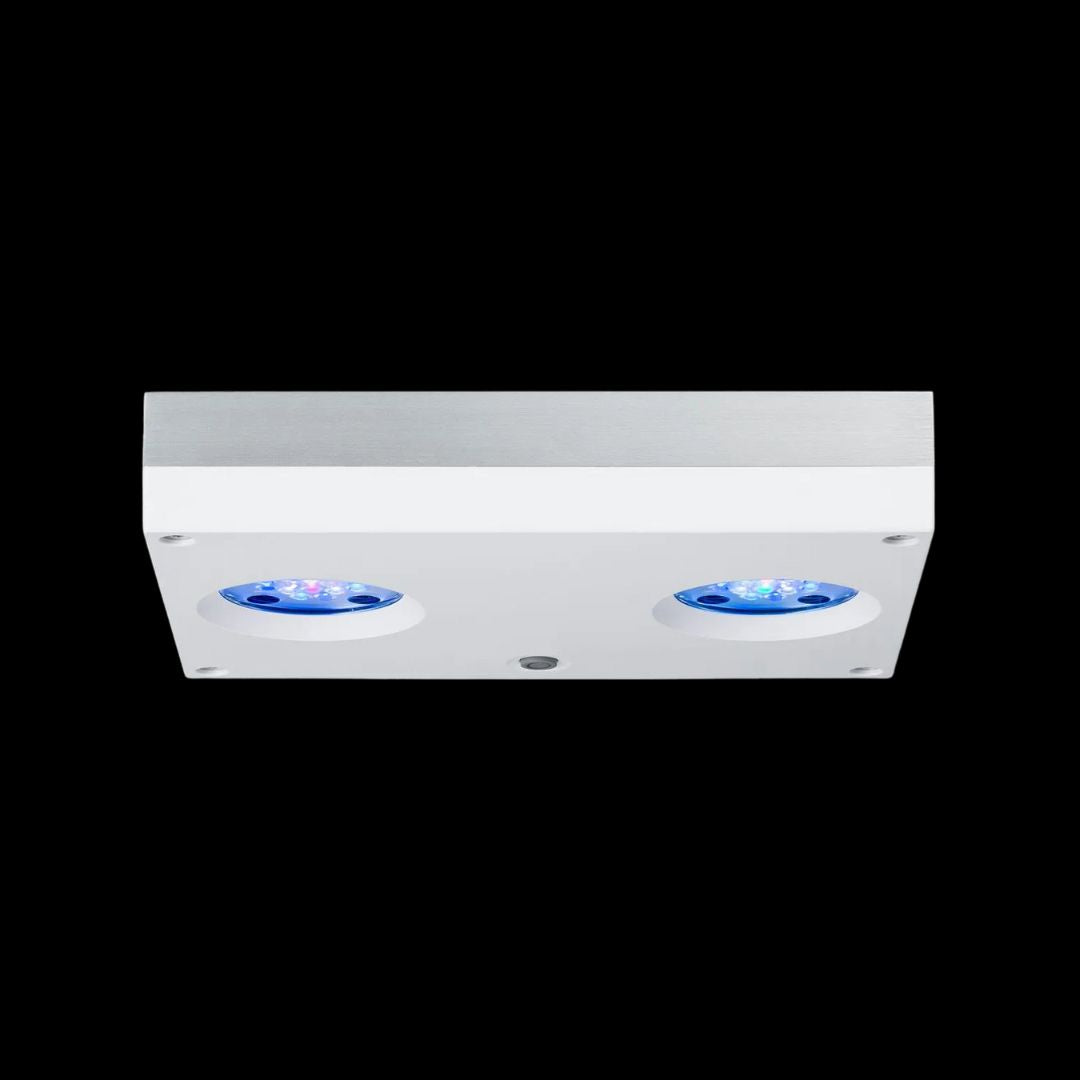 AI Hydra 32HD Reef White