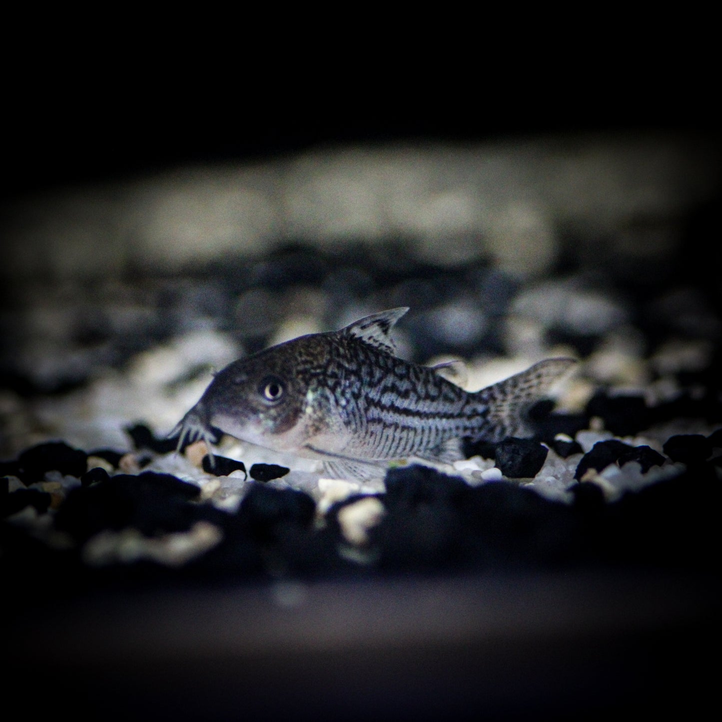 Agassiz's Corydoras (Corydoras Agassizii)