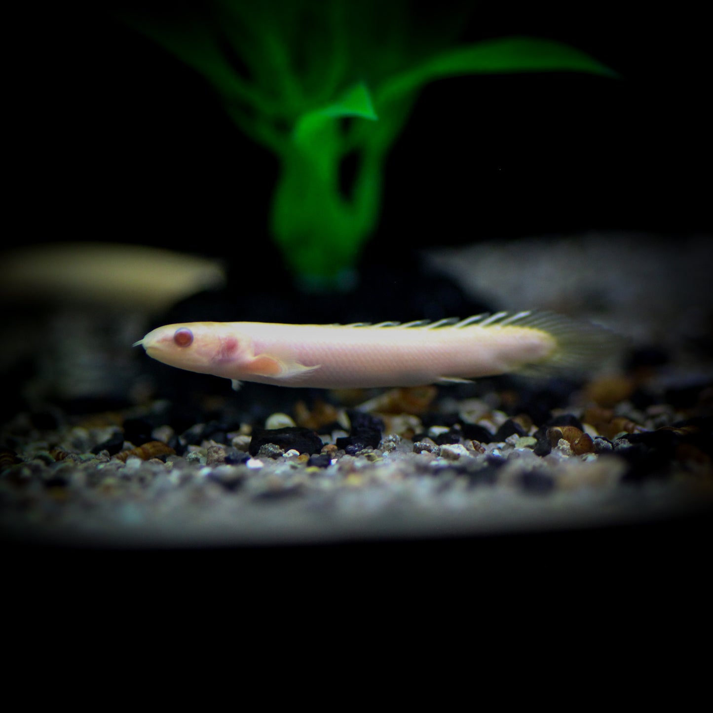 Albino Dinosaur Bichir (Polypterus Senegalus)