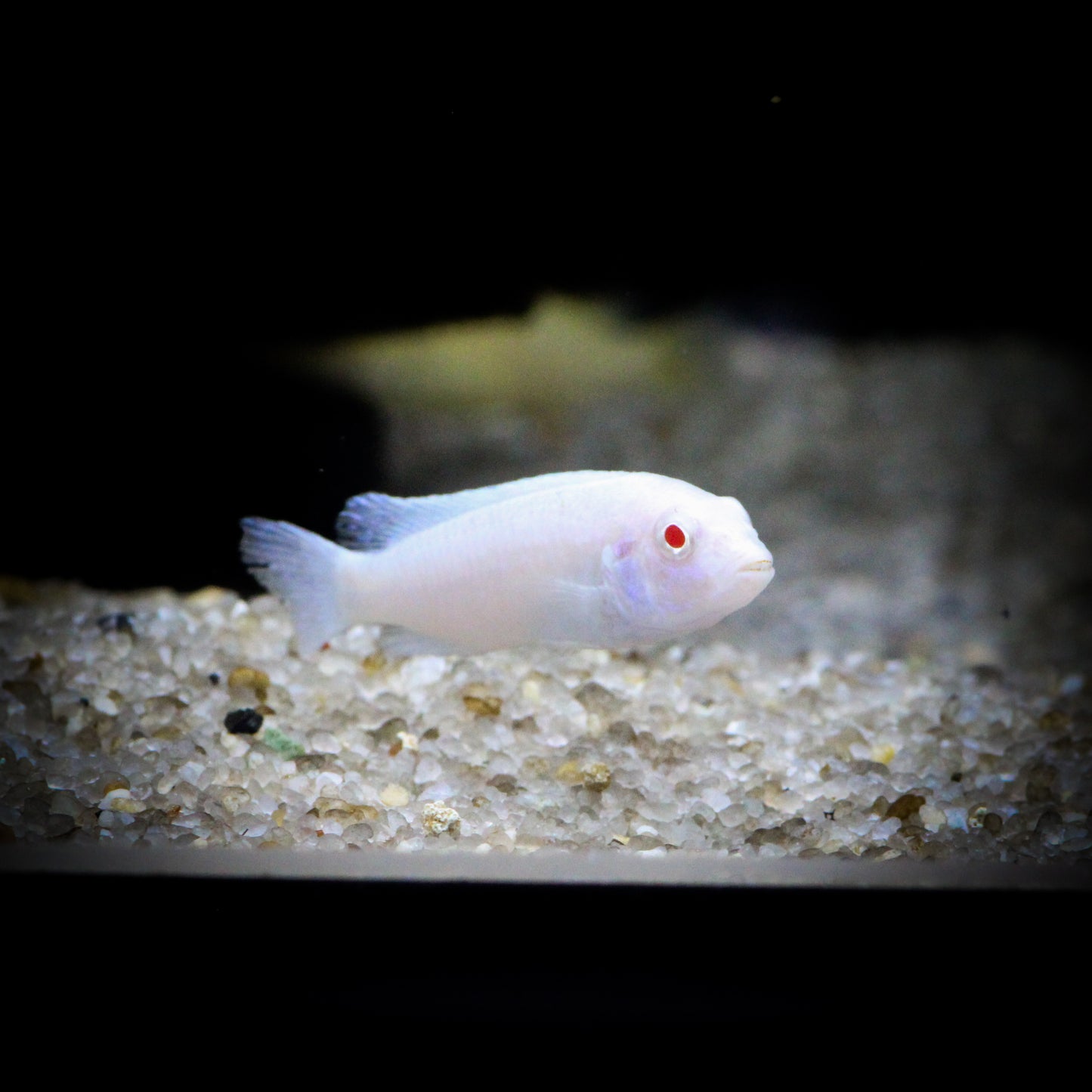 Albino Socolofi Cichlid