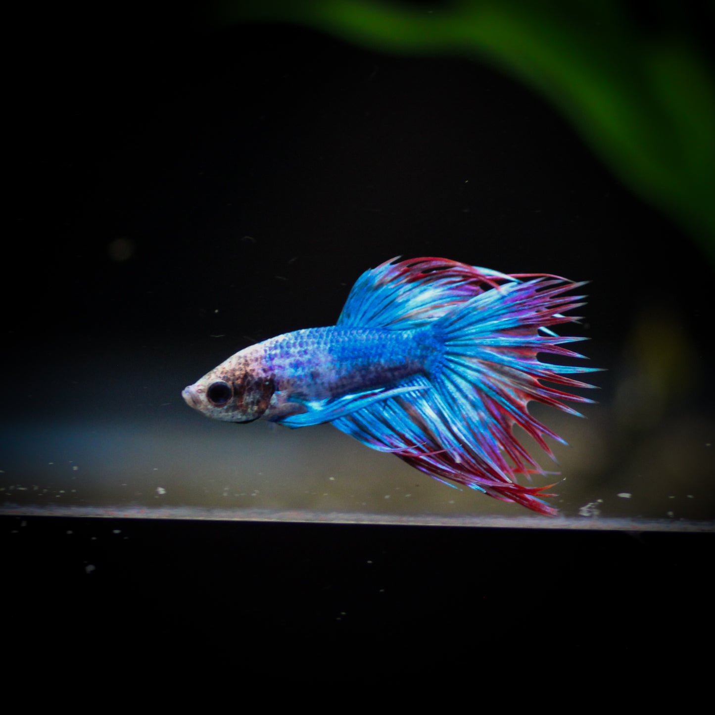 American Flag Crowntail Betta
