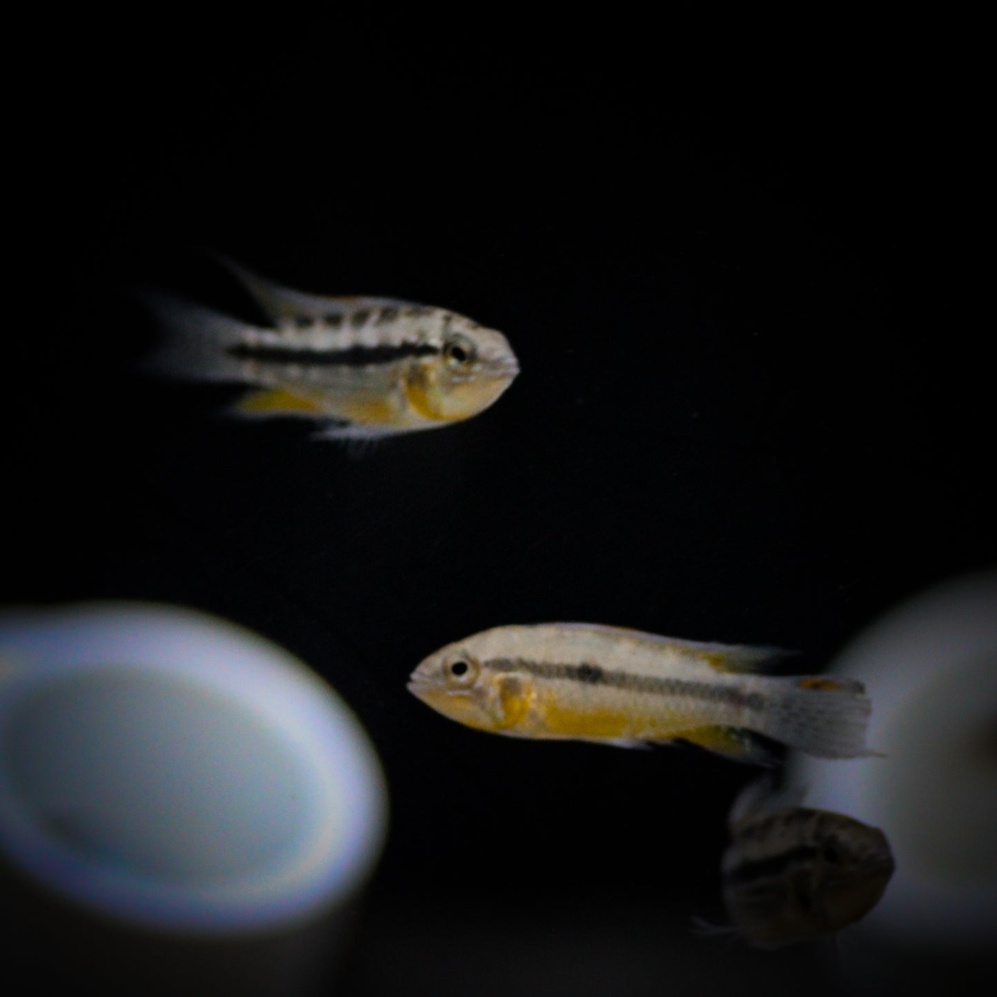Apistogramma Agassizii