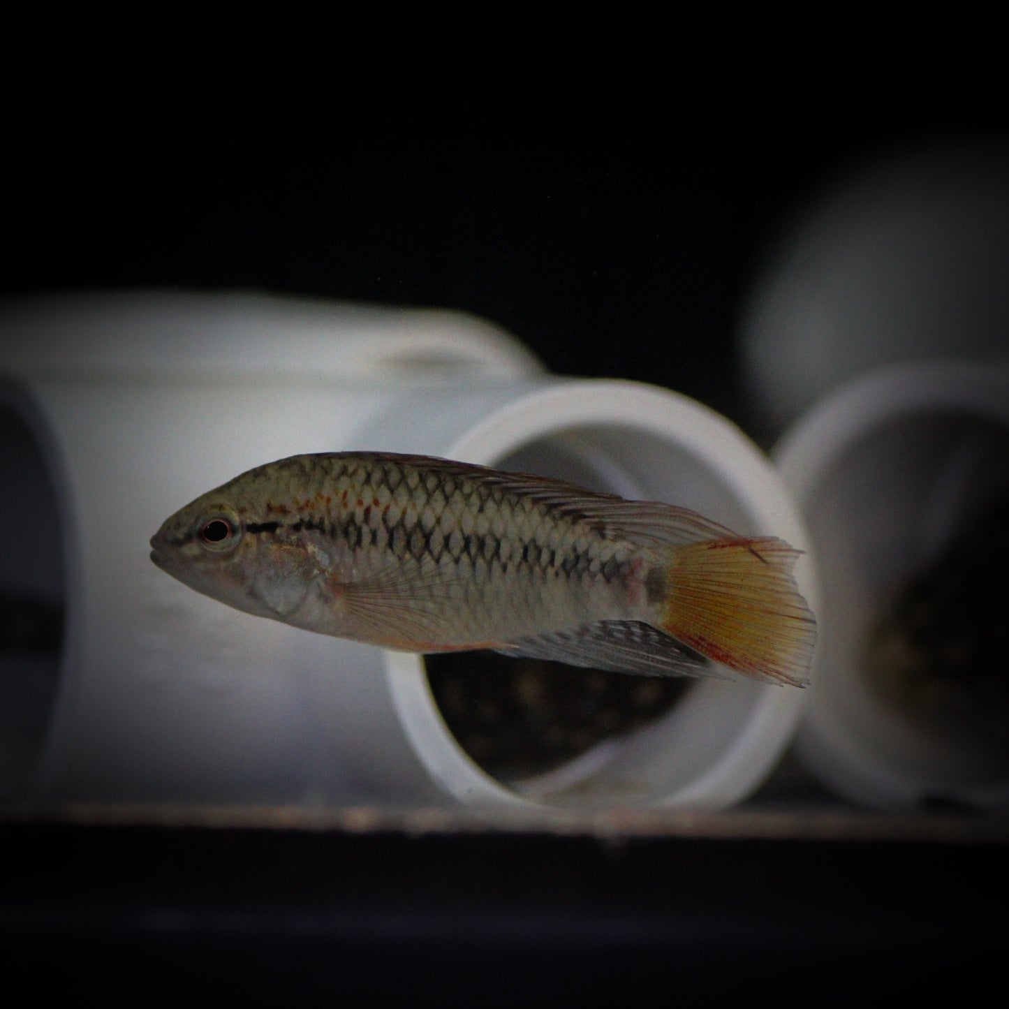Apistogramma Cacatoides