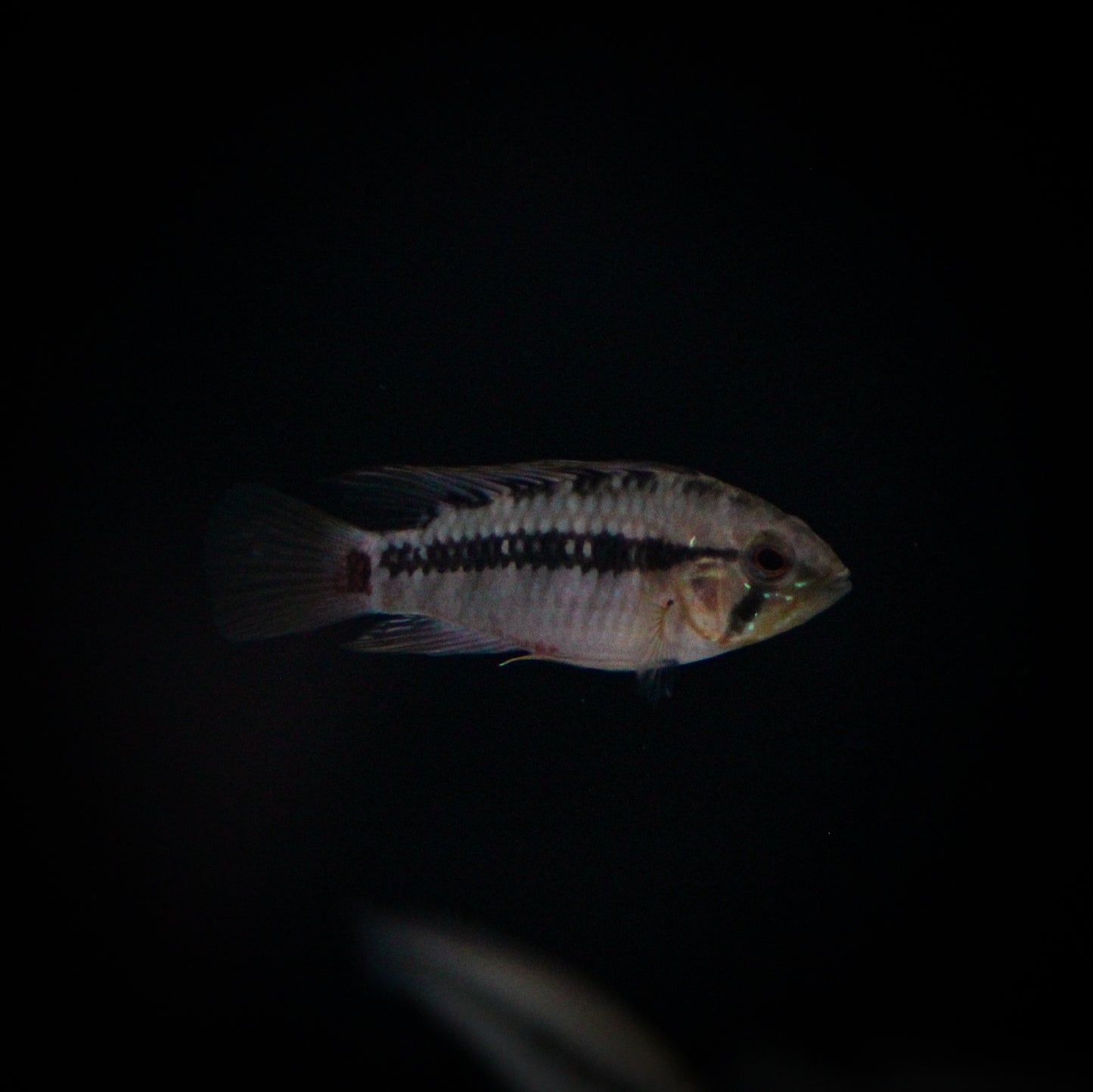 Apistogramma Hongsloi