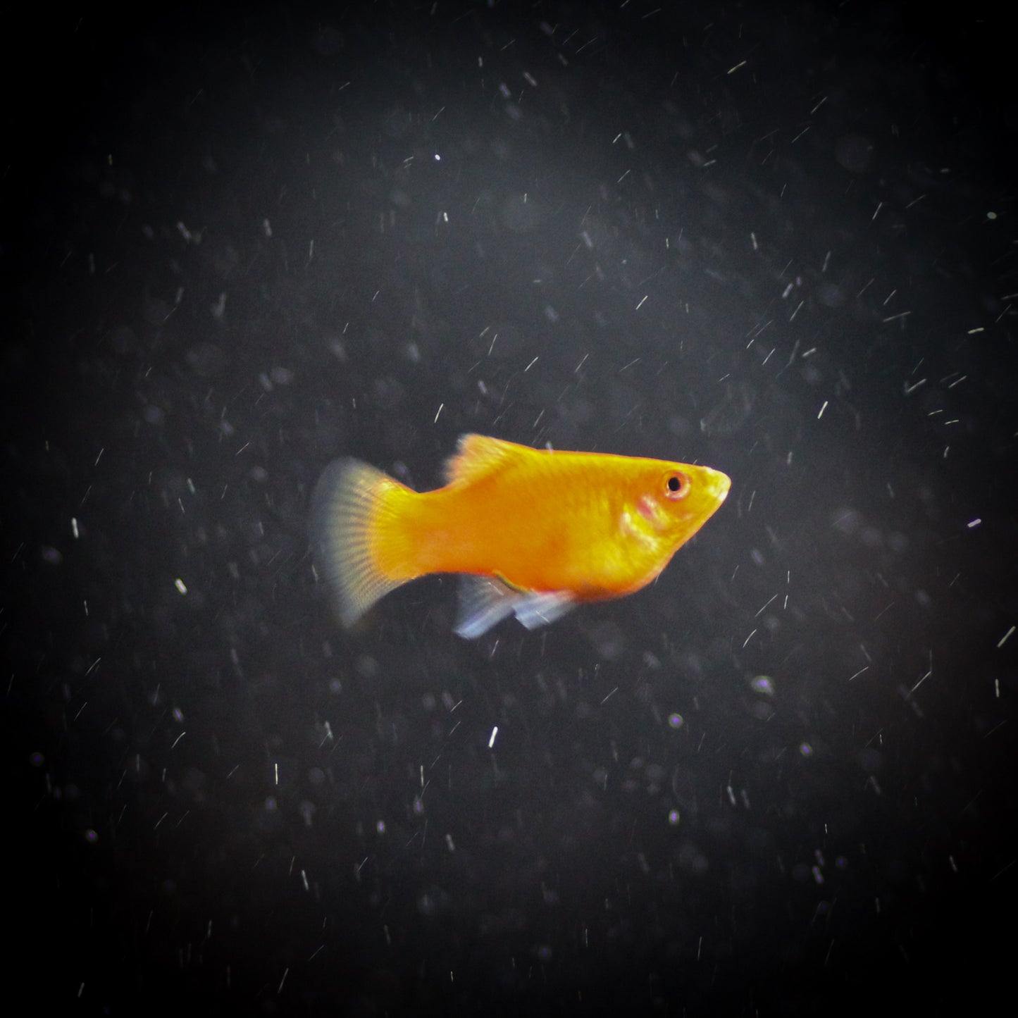 Assorted Platy