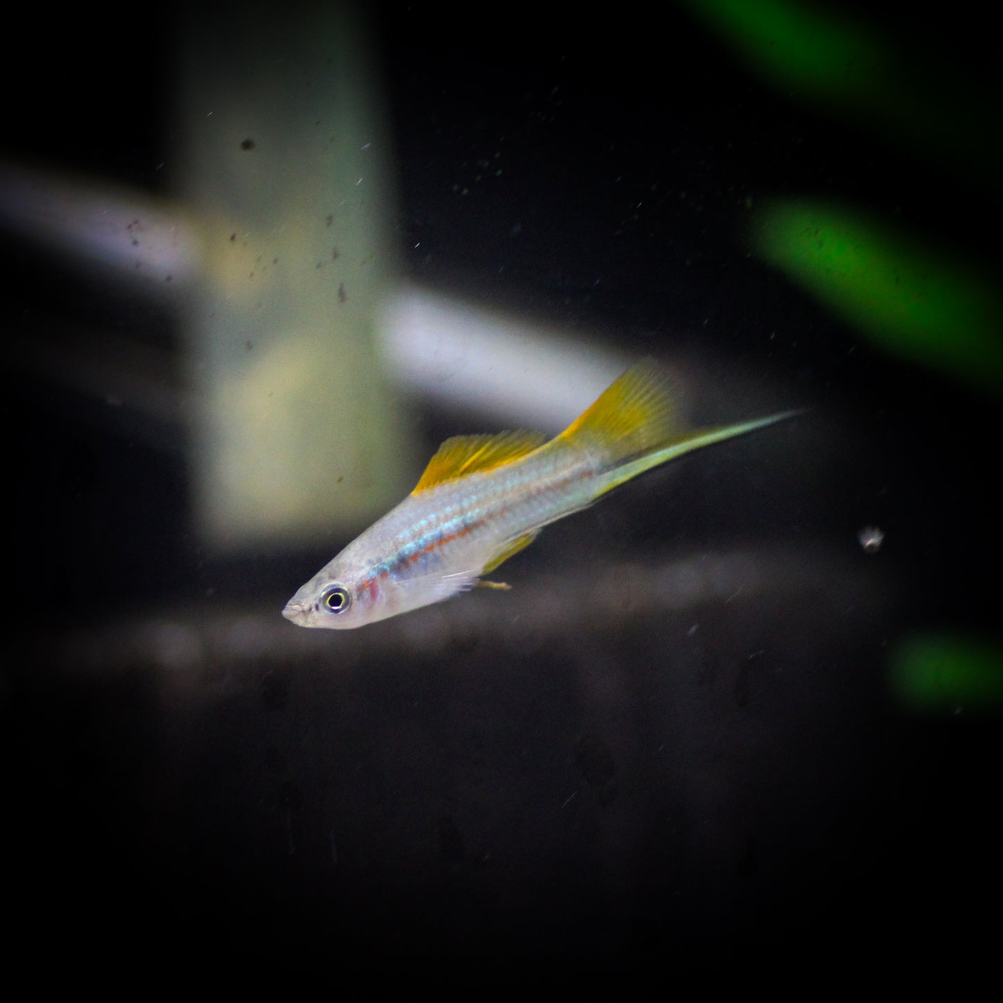 Assorted Swordtail