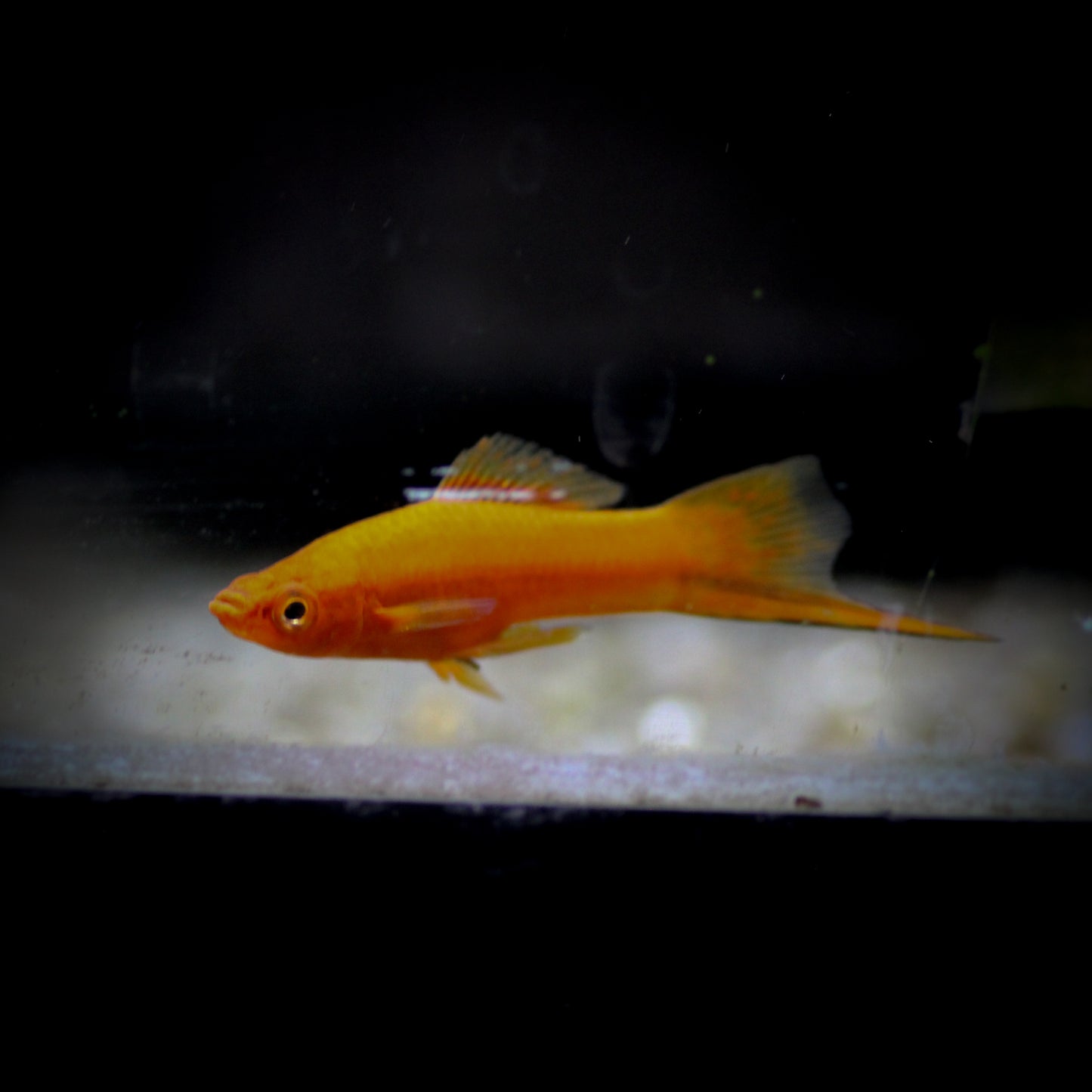 Assorted Swordtail