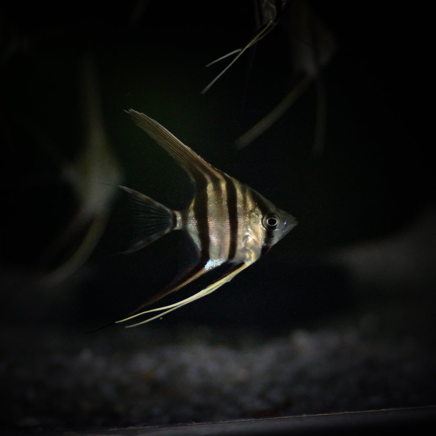 Atabapo Altum Angel (Pterophyllum Altum)