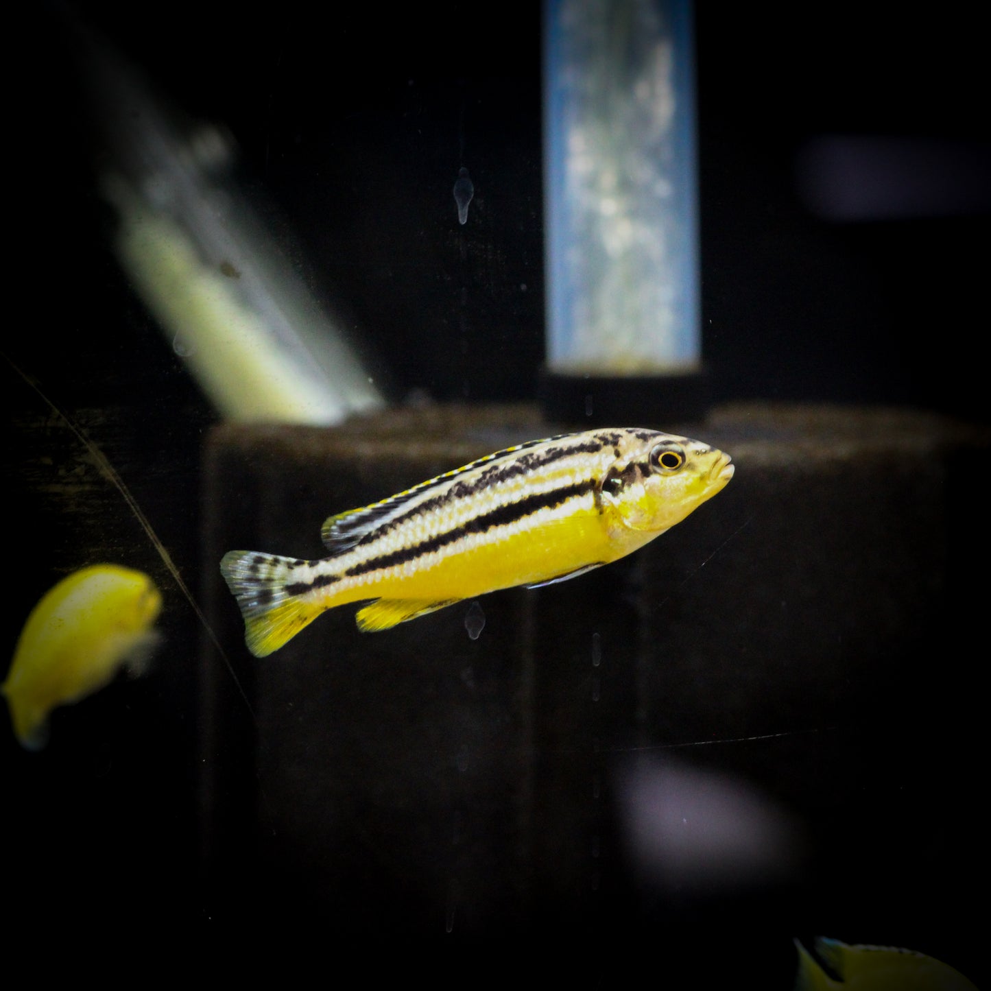 Auratus Cichlid