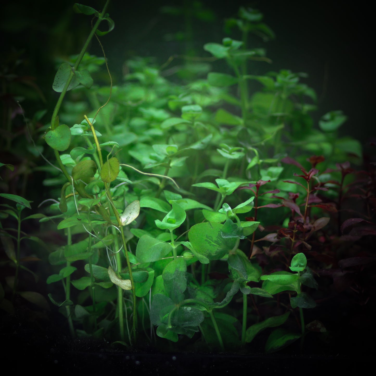 Bacopa Australis (Bacopa Australis)