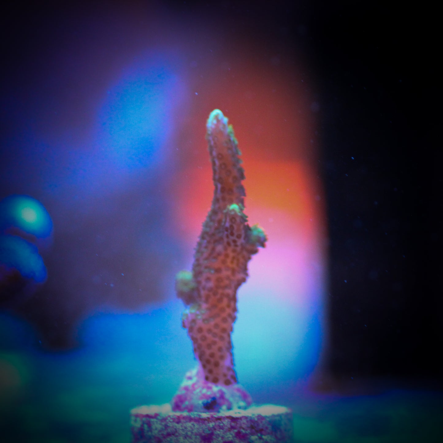 Black Forest Montipora Digitata