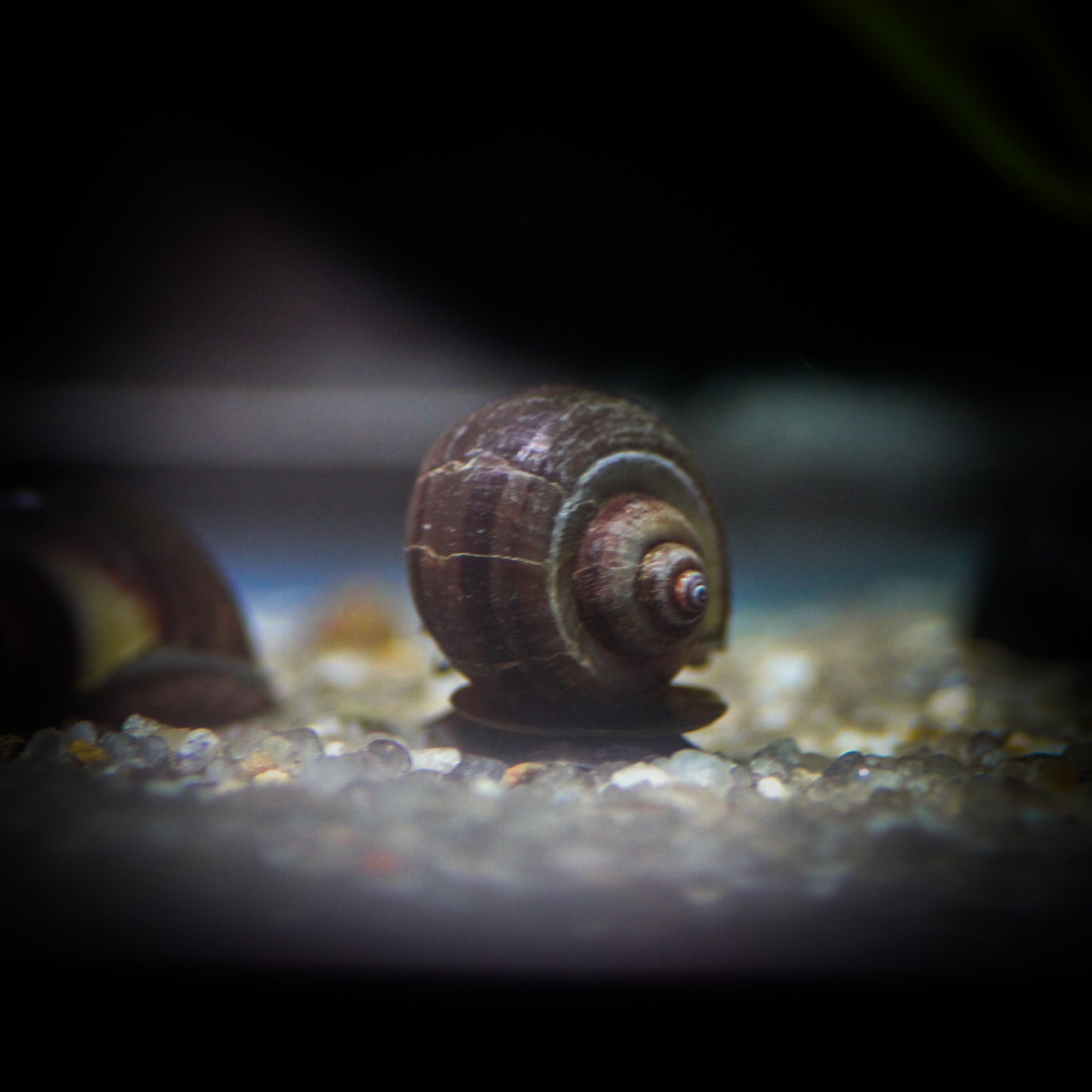 Black Mystery Snail