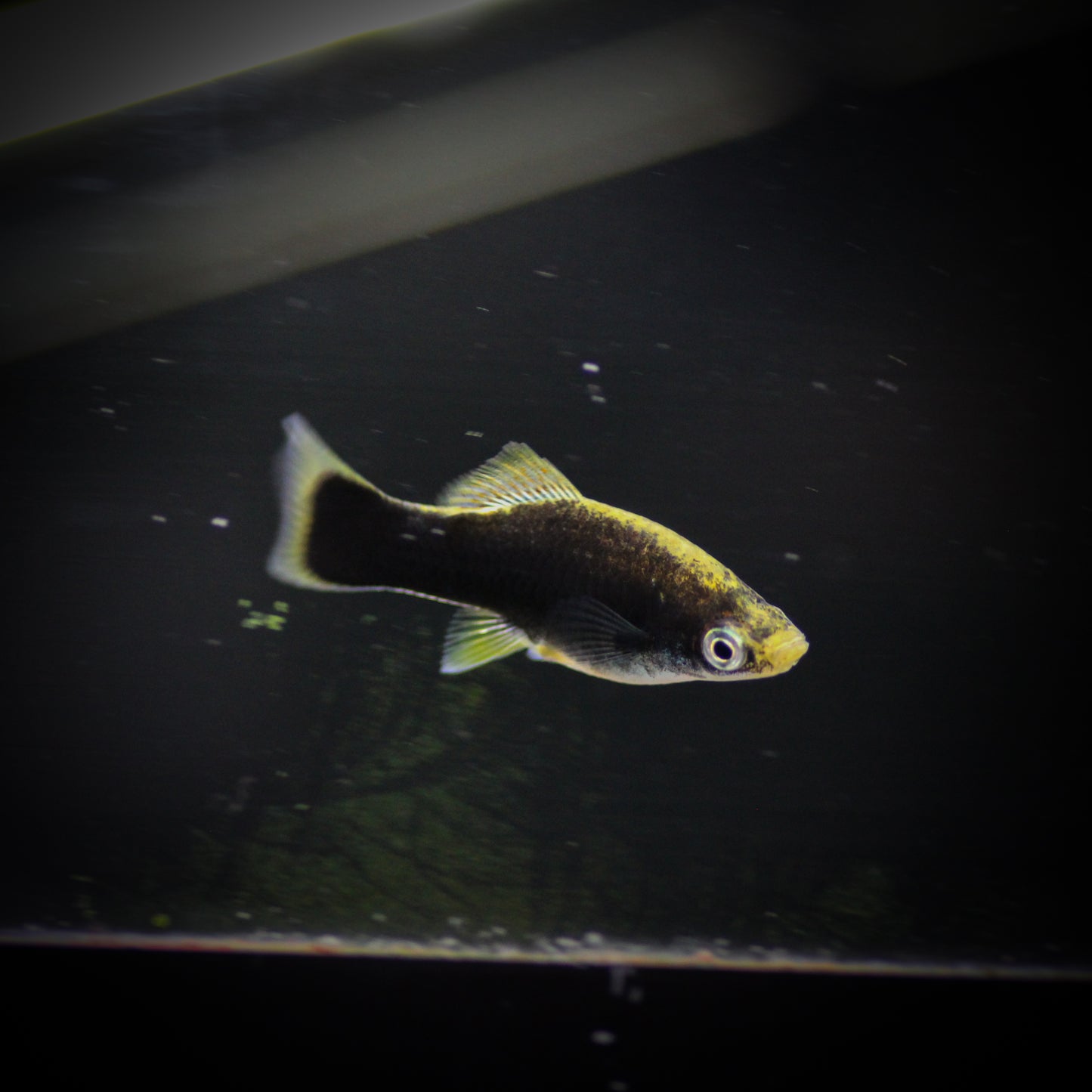 Black Swordtail