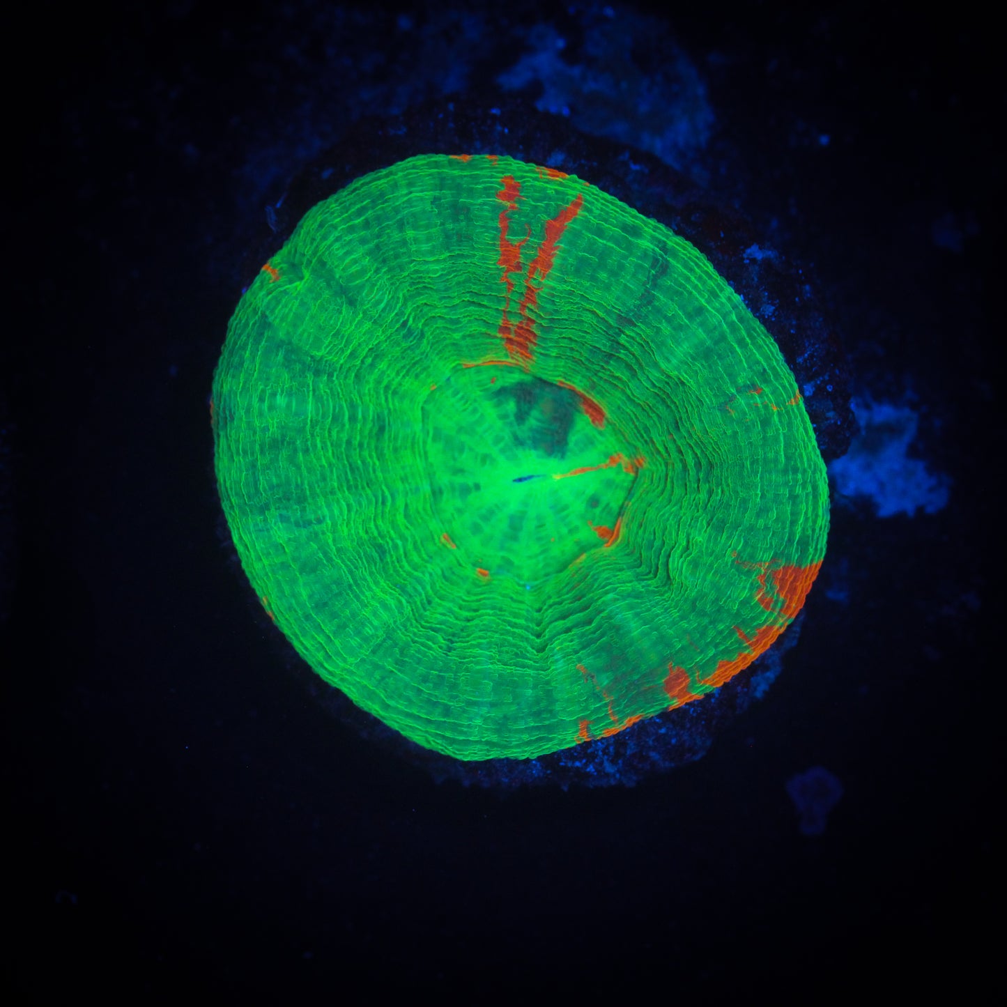 Bleeding Apple Scolymia