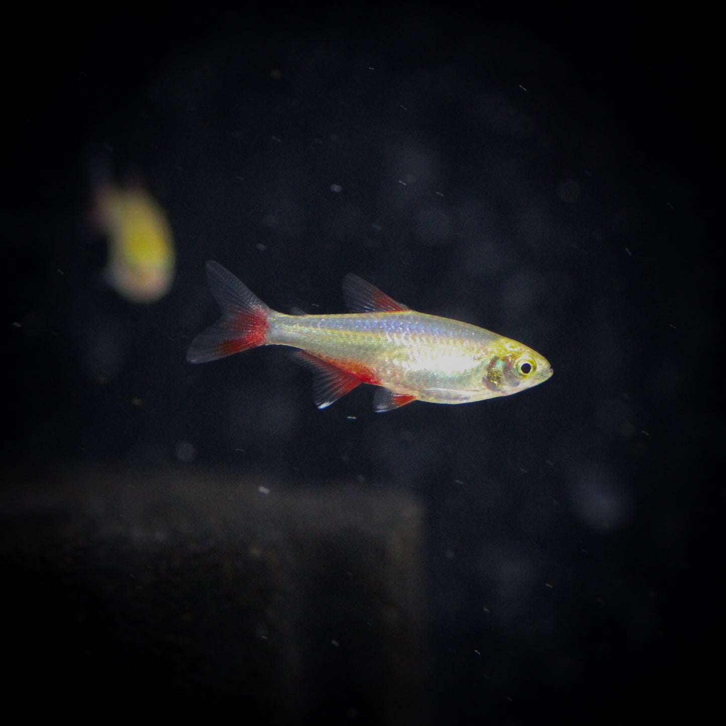 Bloodfin Tetra
