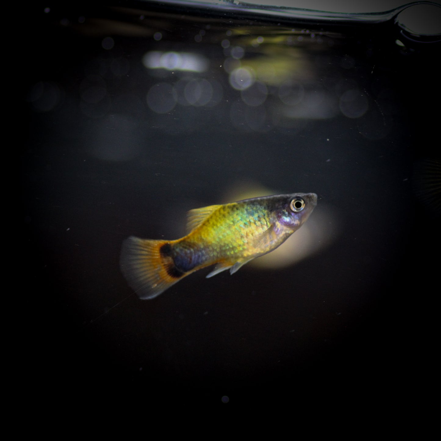 Blue Butterfly Crescent Platy