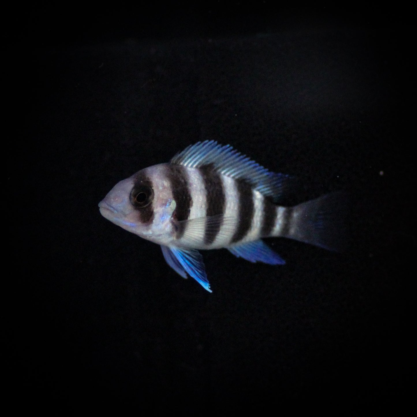 Blue Frontosa (Cyphotilapia Frontosa)