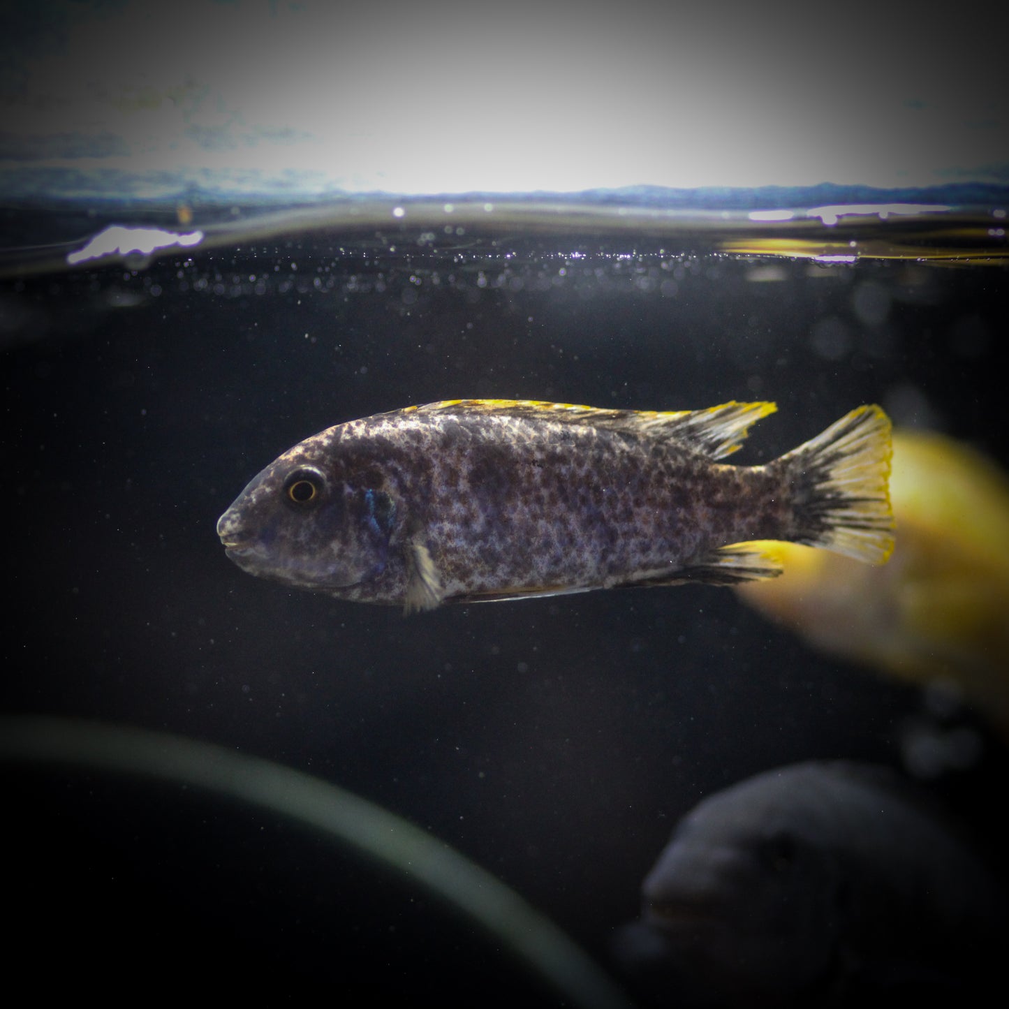 Blue Marmalade Mbuna Cichlid (Labeotropheus Fuelleborni)