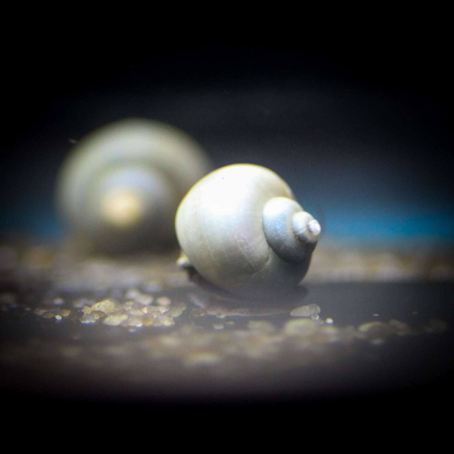 Blue Mystery Snail