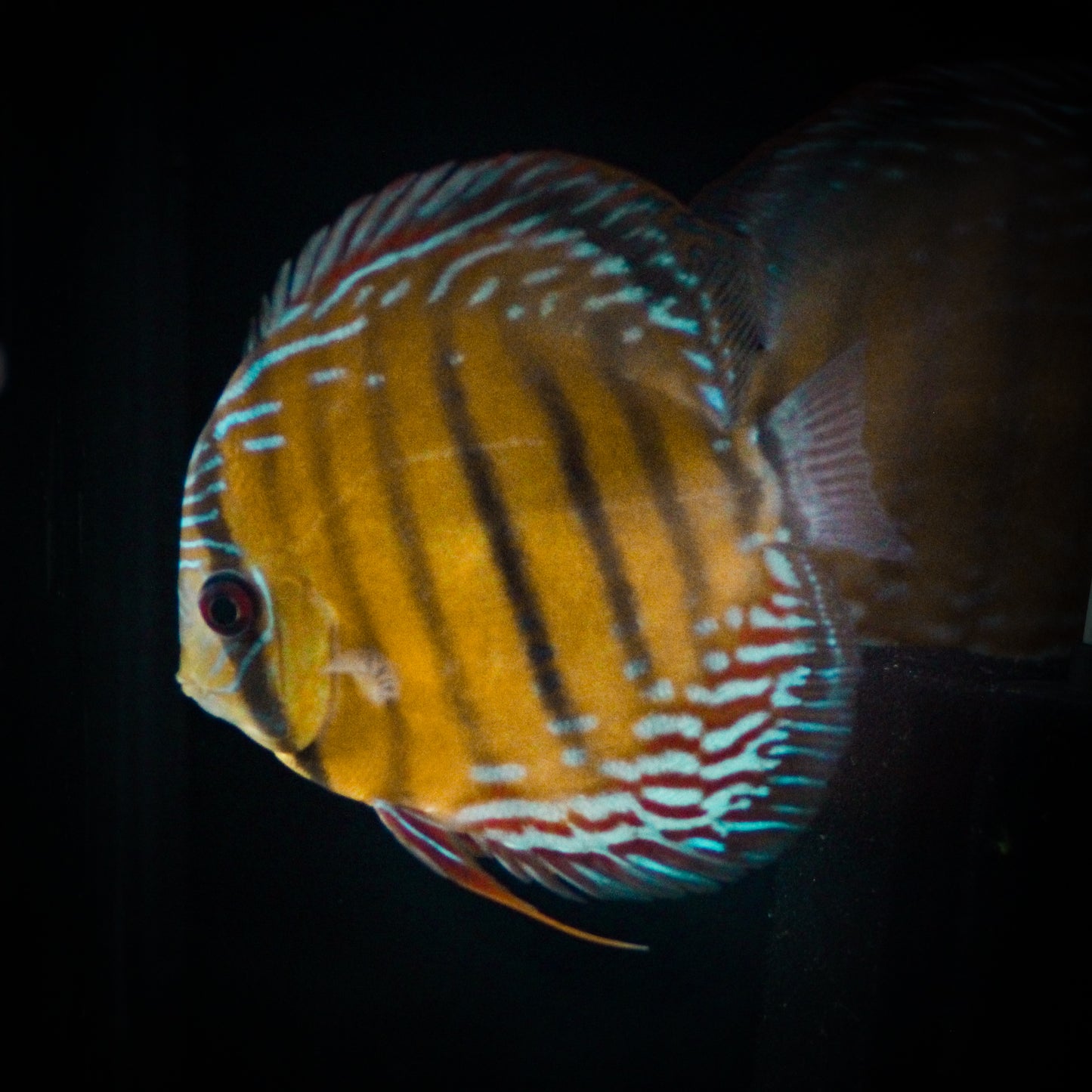 Blue Nhmunda Discus (Symphysodon Sp.)