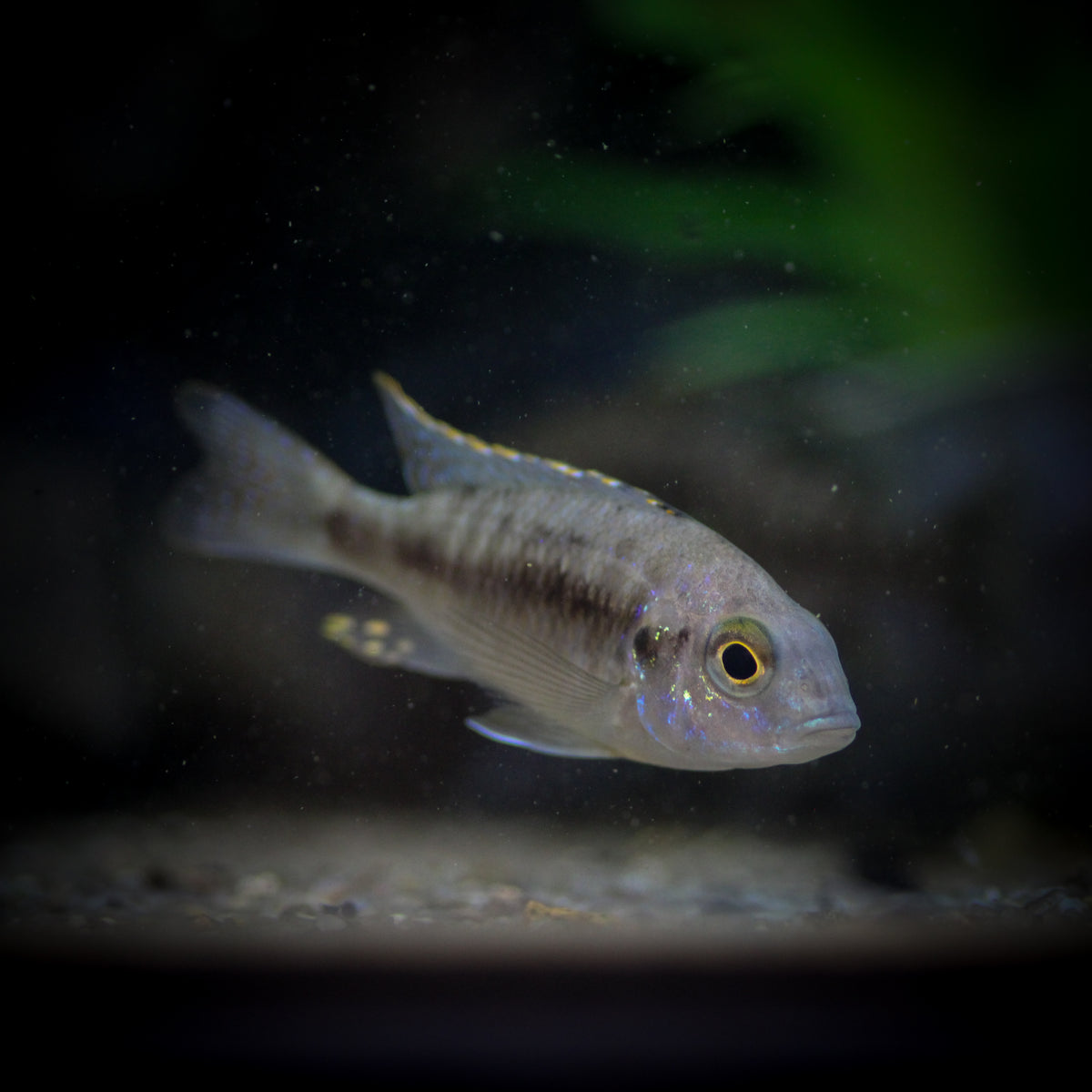Blue Peacock Cichlid (Aulonocara sp.)