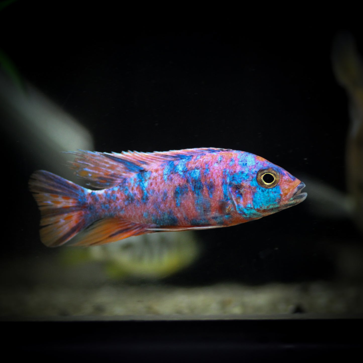 Blueberry OB Peacock Cichlid (Aulanocara sp.)