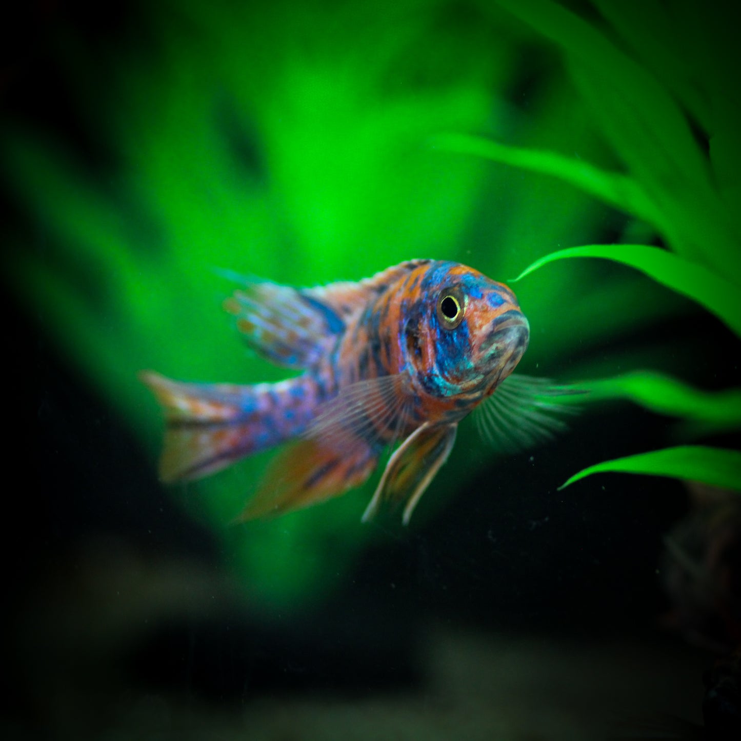 Blueberry OB Peacock Cichlid (Aulanocara sp.)