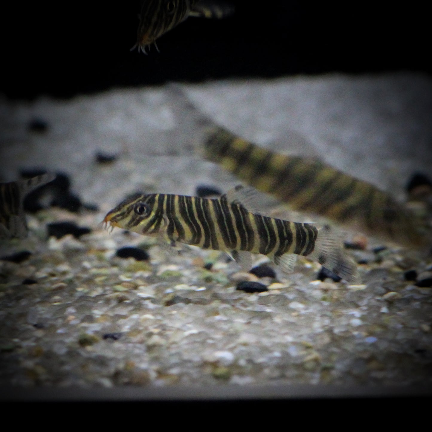 Botia Striata