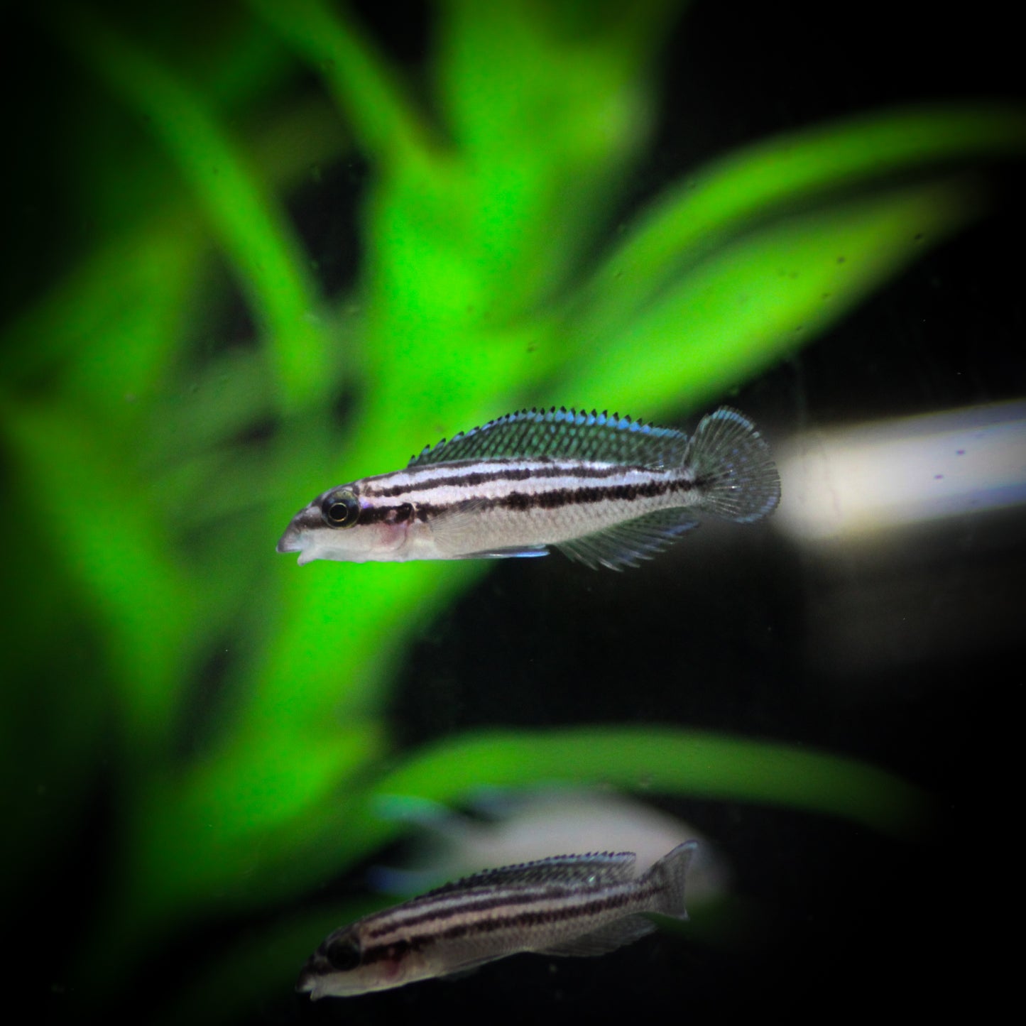 Brown Julie (Julidochromis Dickfeldi)