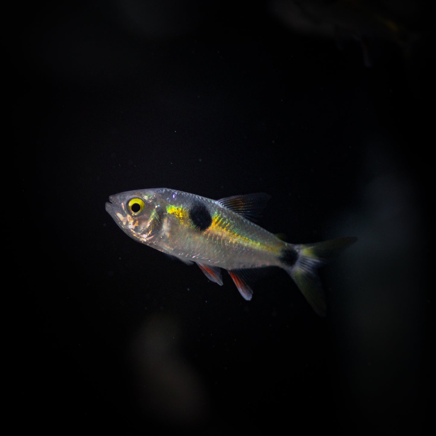 Bucktooth Tetra (Exodon Paradoxus)