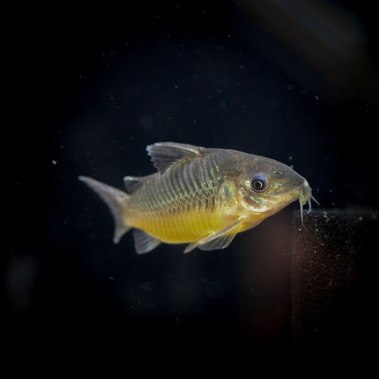 C-005 Corydoras Pantanalensis