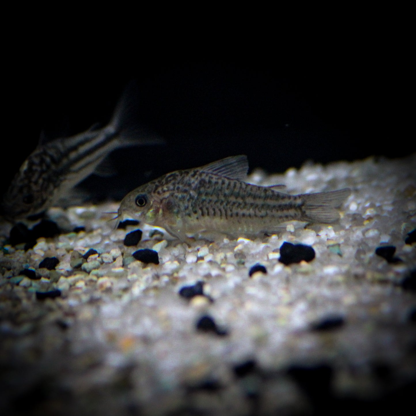 C-123 Yellow Fin Corydoras (Corydoras Sp.)
