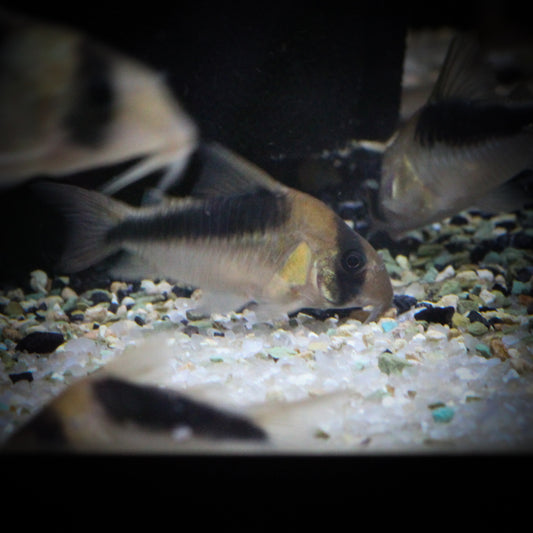 CW-106 Corydoras (Corydoras sp.)
