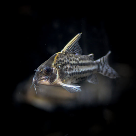 CW028 Corydoras Super Schwartzi (Corydoras Schwartzi)