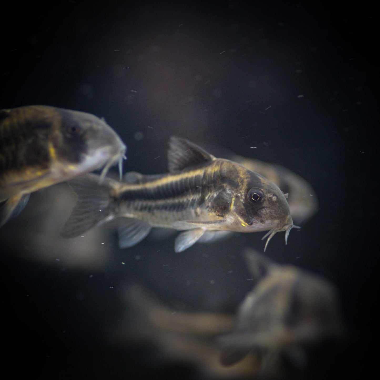 CW169 Corydoras