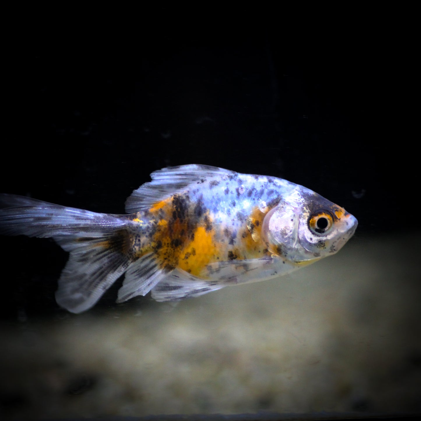 Calico Fantail Goldfish