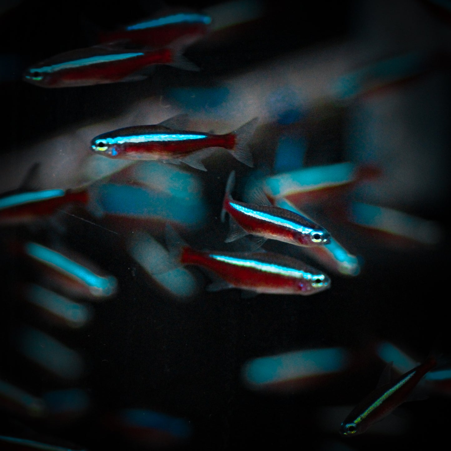 Cardinal Tetra (Paracheirodon Axelrodi)