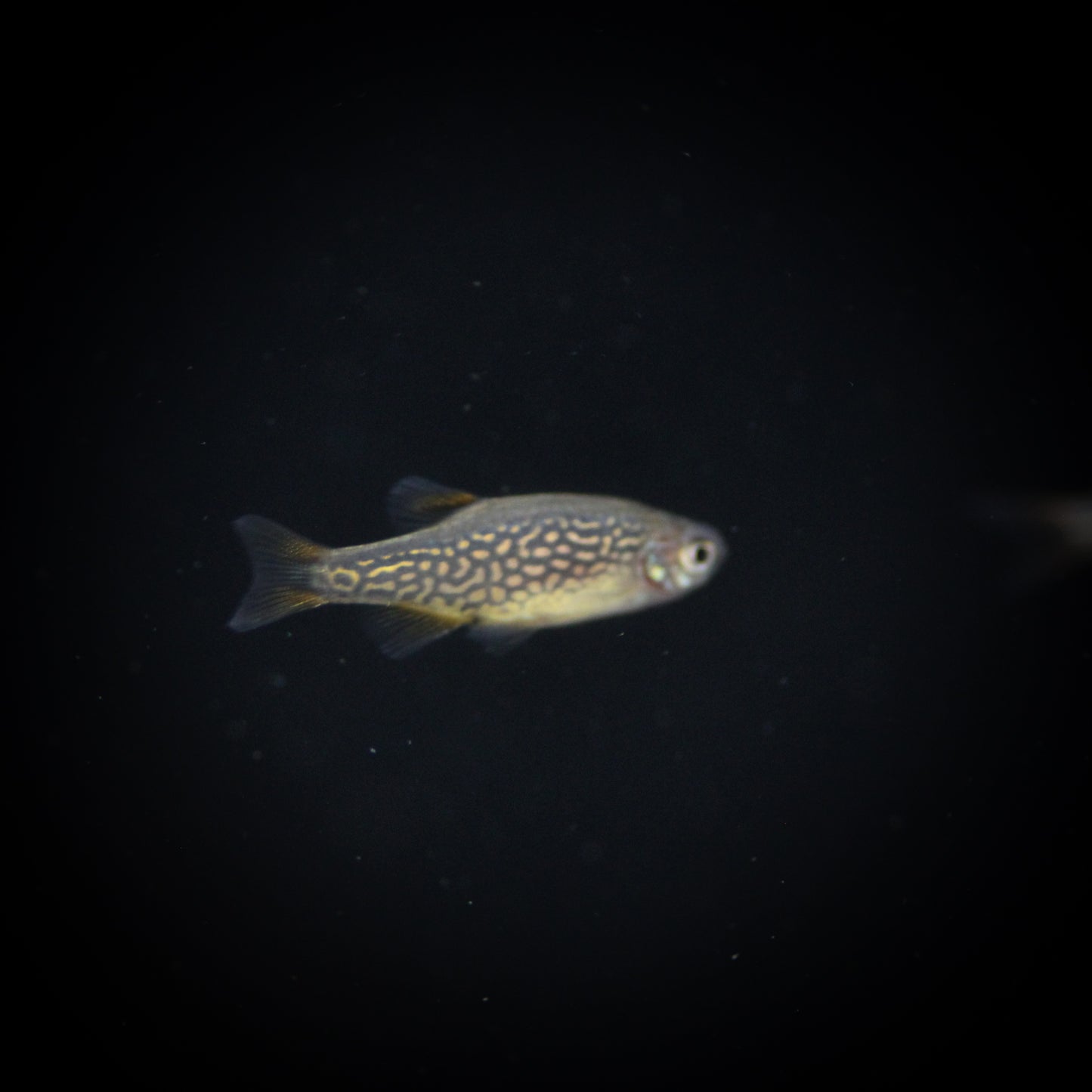 Celestial Pearl Danio