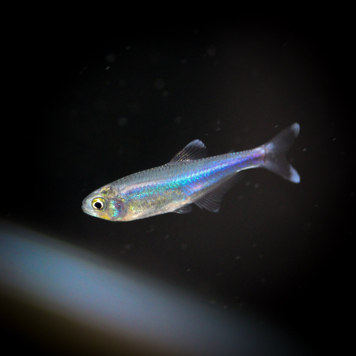 Cochu’s Blue Tetra (Boehlkea Fredcochui)