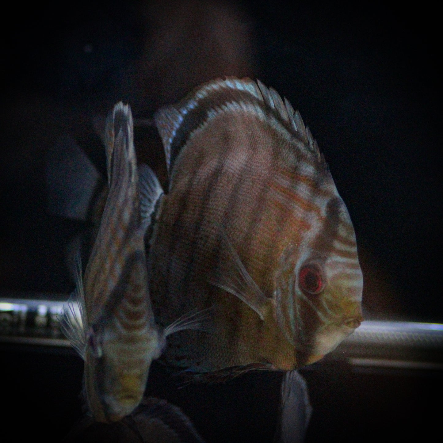 Colombian Green Discus (Symphysodon Sp.)