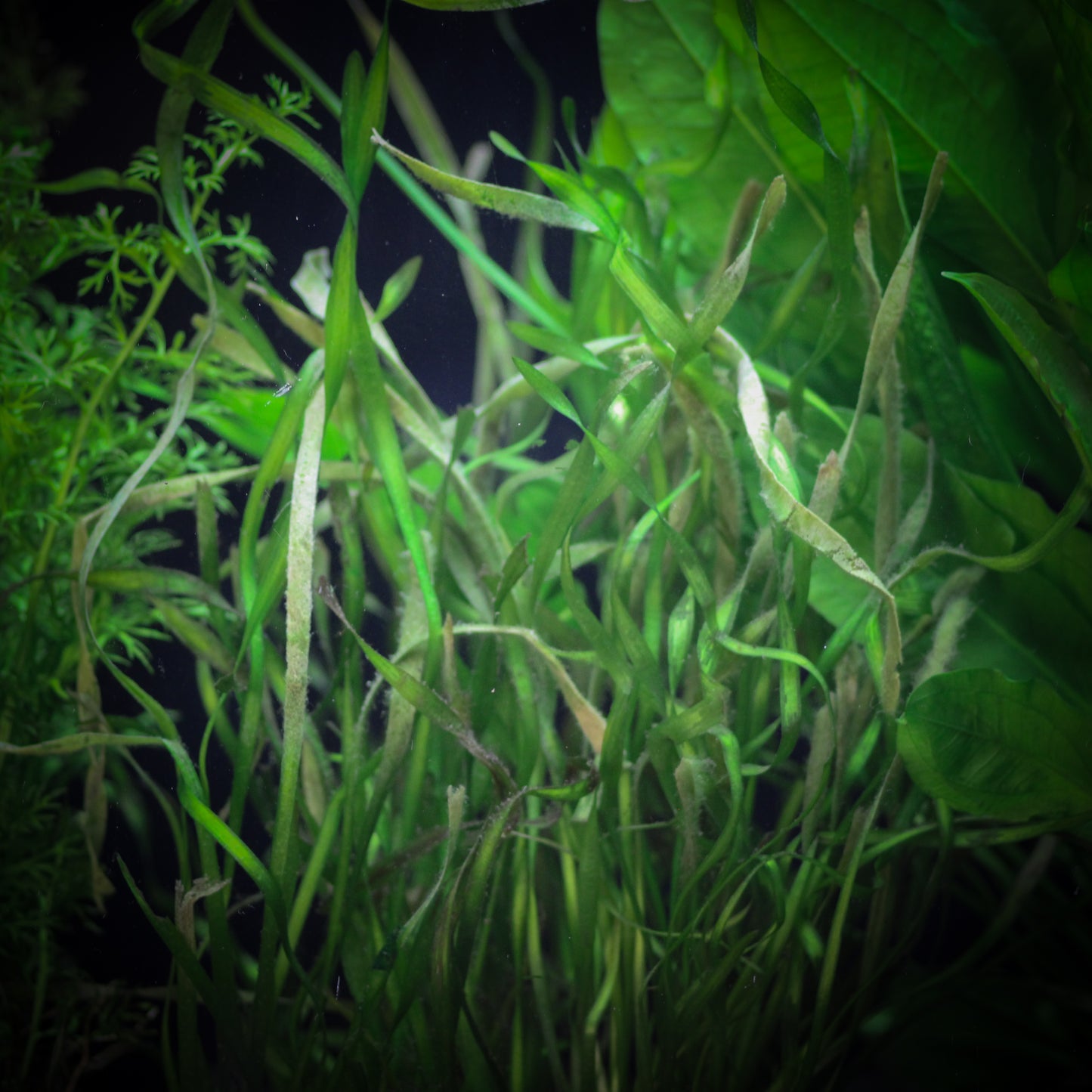Contortion Val (Vallisneria Asiatica)