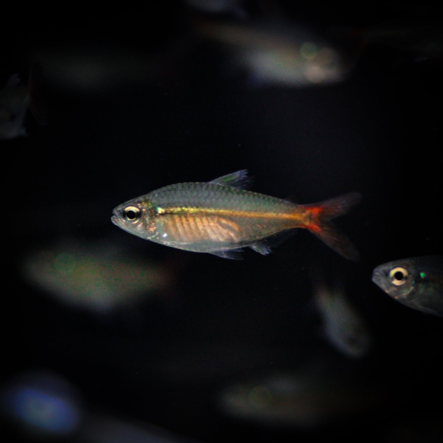 Copei Tetra (Moenkhausia Copei)