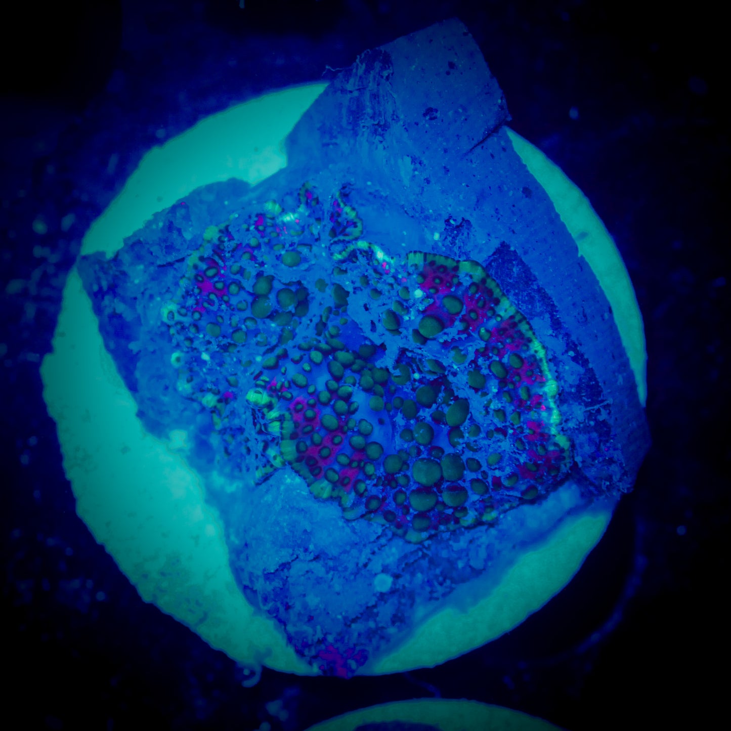 Cotton Candy Mushroom