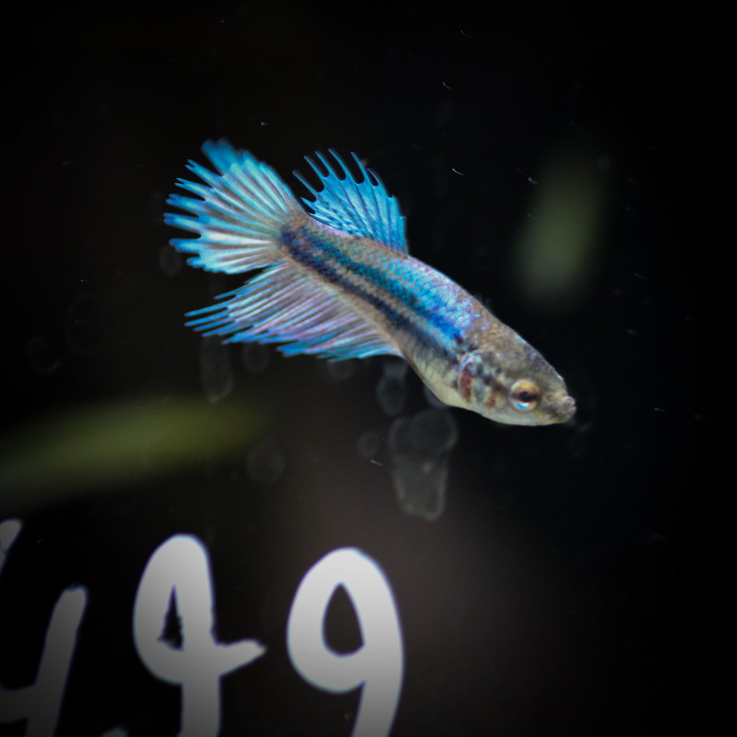 Crowntail BettaF