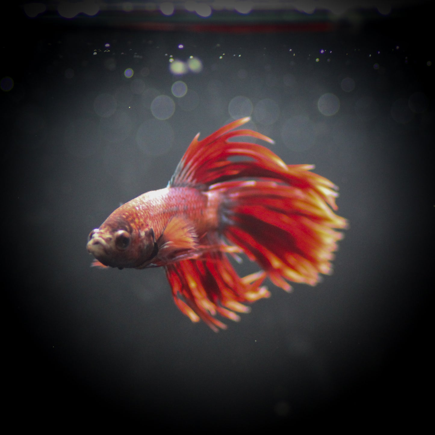 Crowntail BettaM