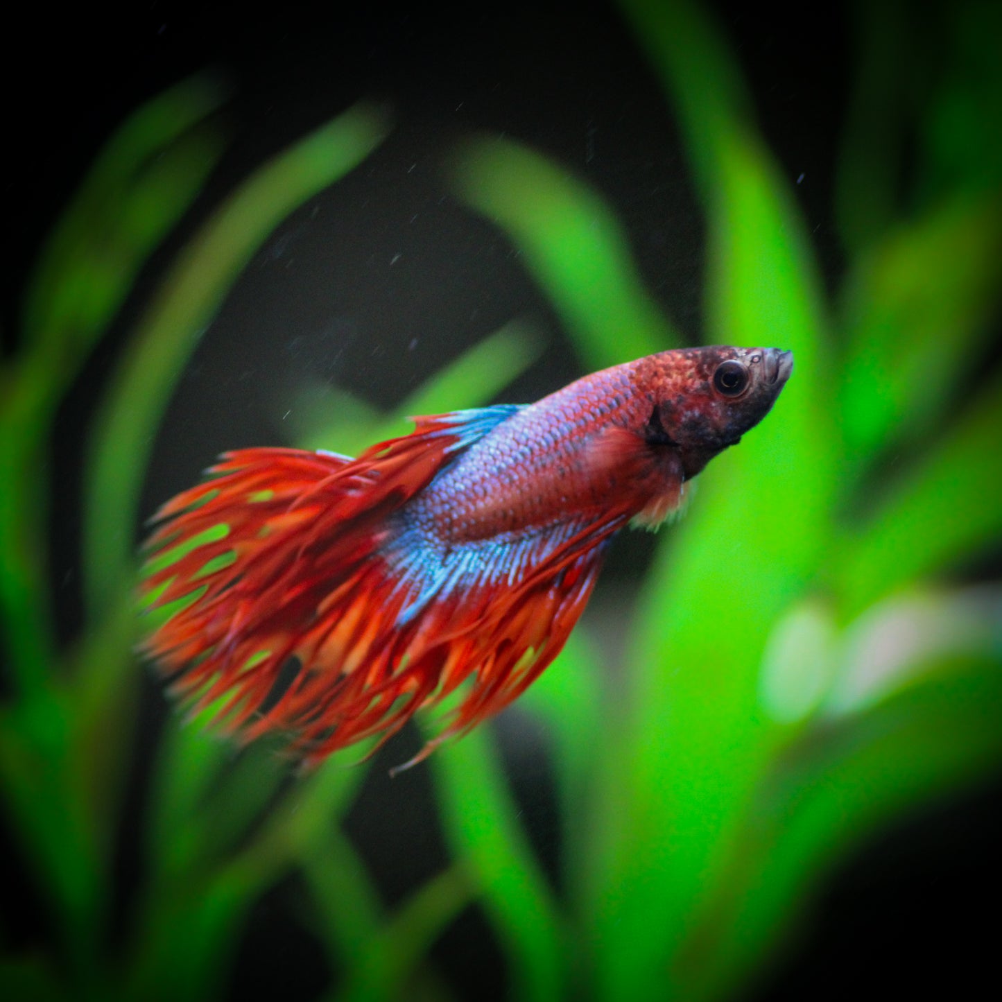 Crowntail BettaM