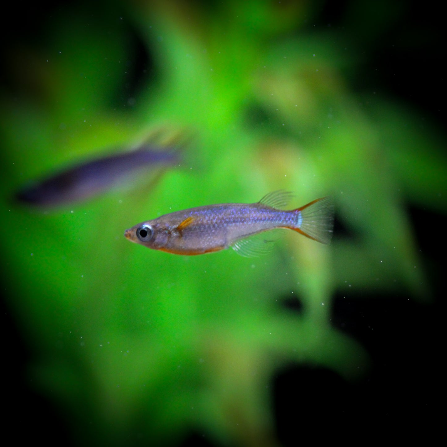 Daisy Rice Killiefish