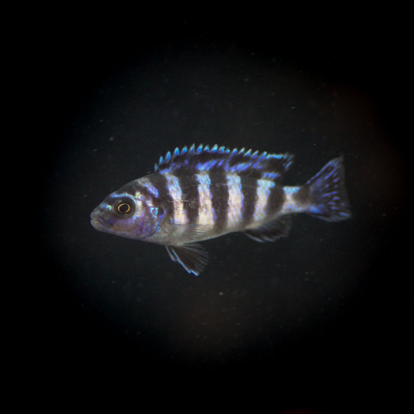 Demasoni Cichlid (Pseudotropheus Demasoni)