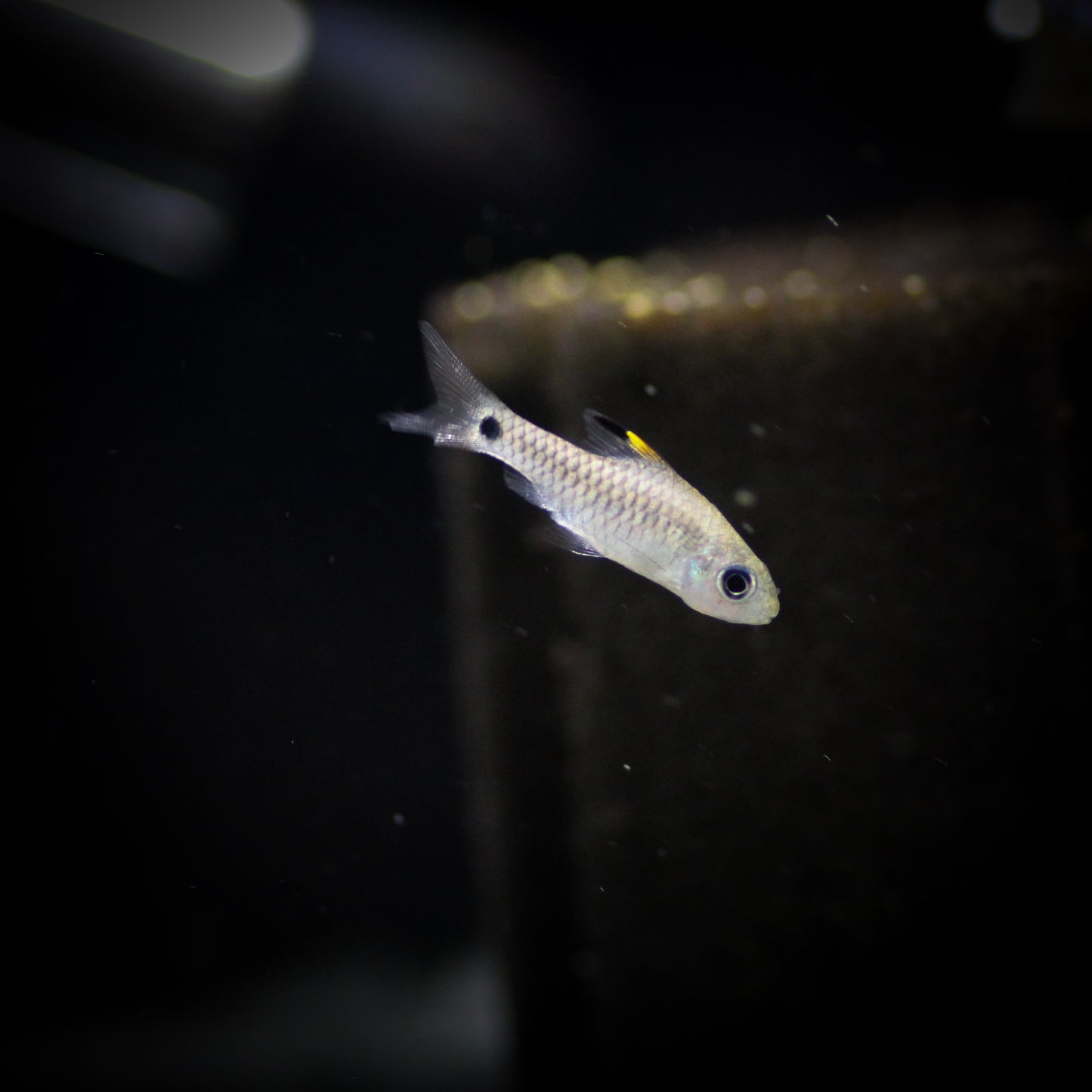 Drapefin Barb (Oreichthys crenuchoides)