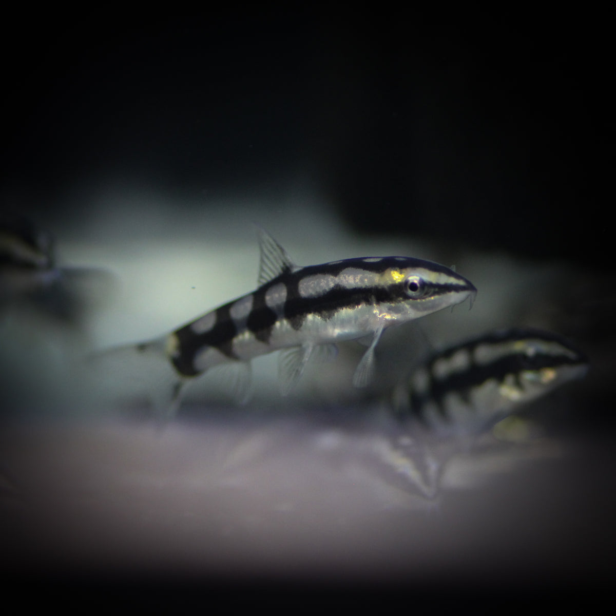 Dwarf Chain Loach